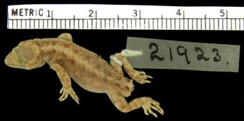 Media type: image;   Herpetology R-21923